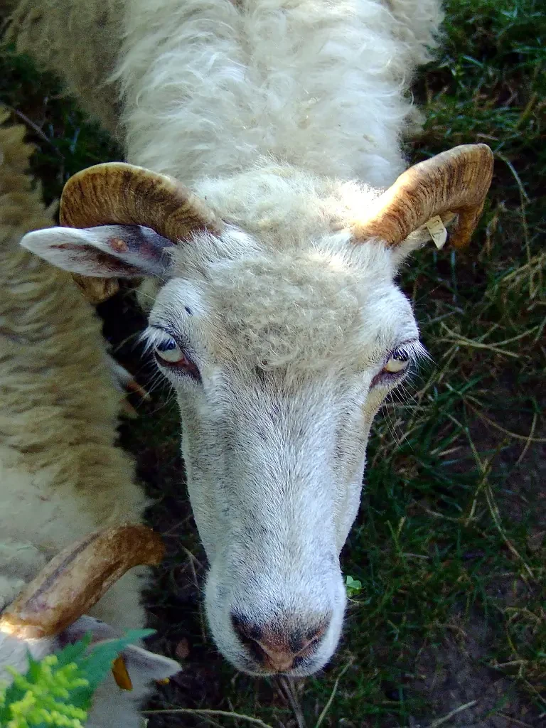 Goat 06