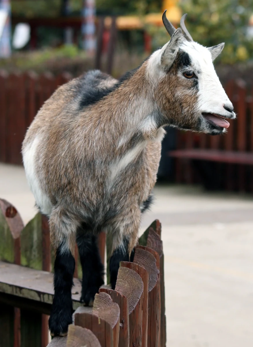 Goat 07