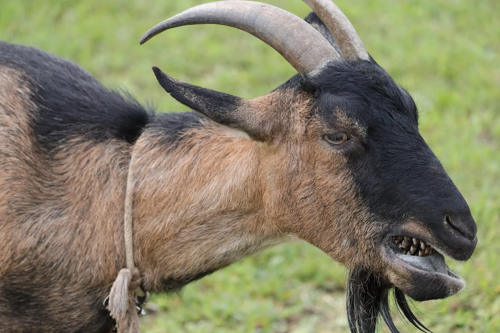 Goat 08