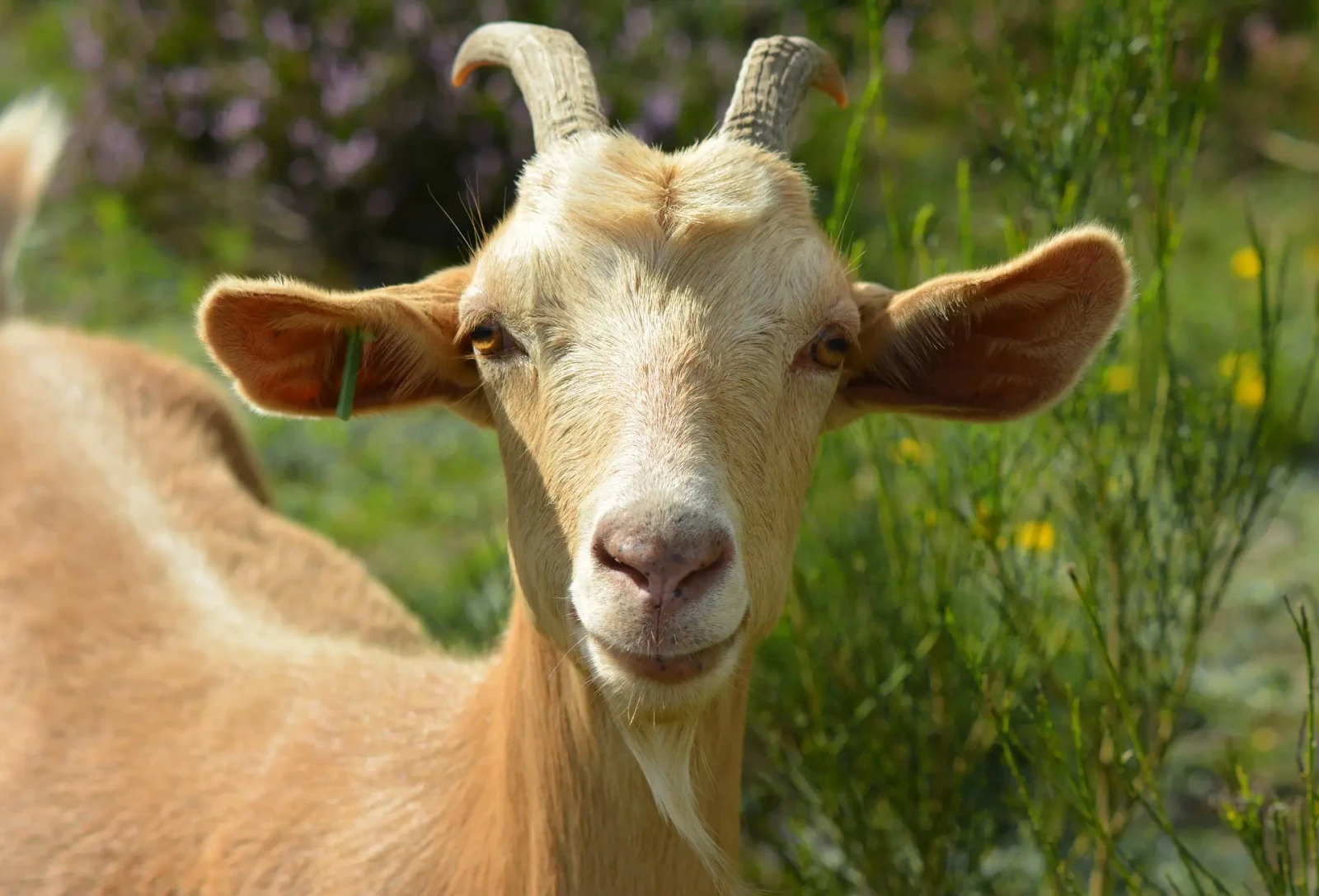 Goat 14