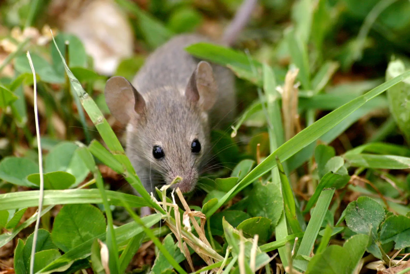 House-Mouse 02