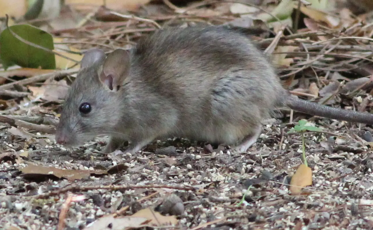 House-Mouse 03