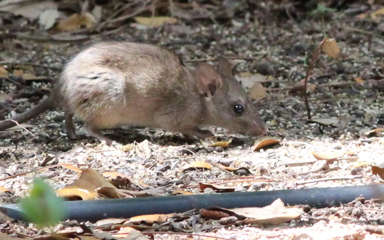 House-Mouse 04