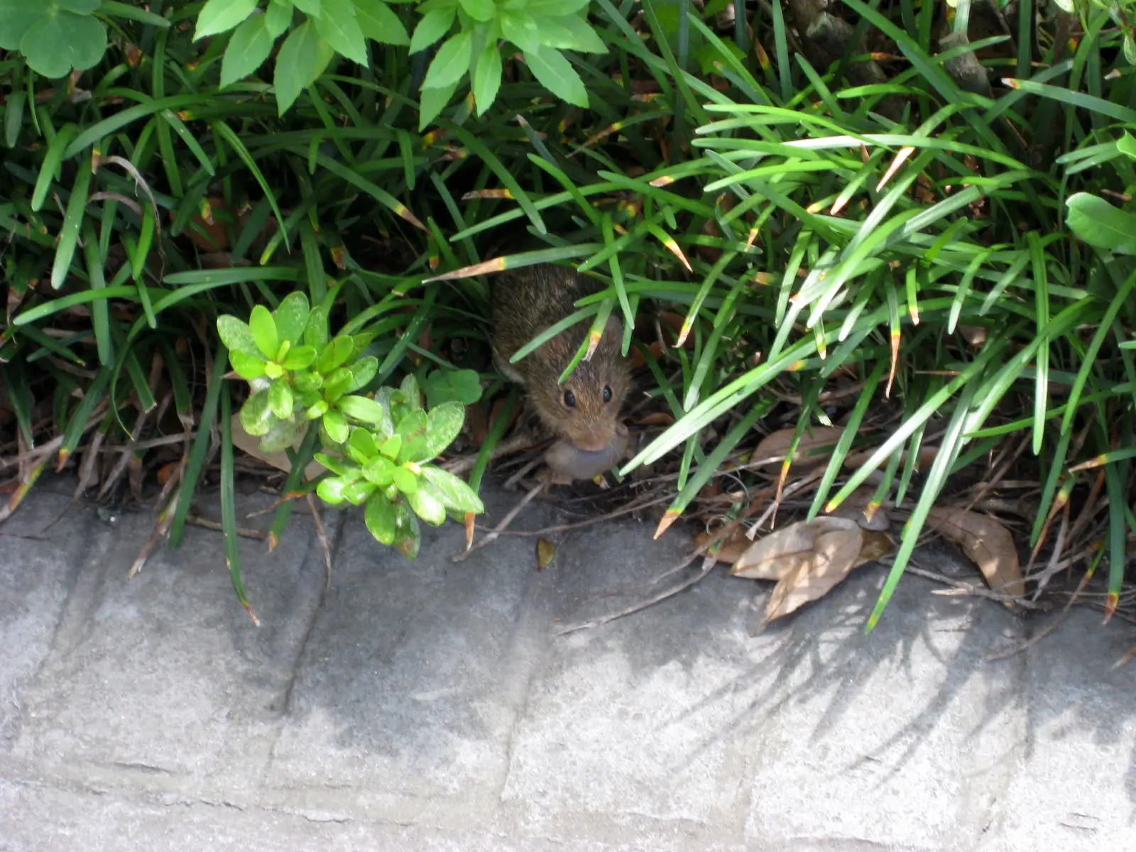 House-Mouse 05