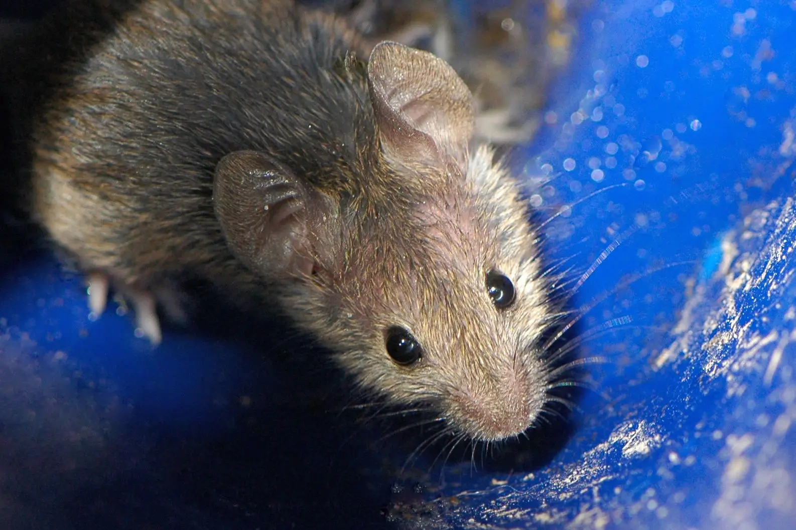 House-Mouse 06