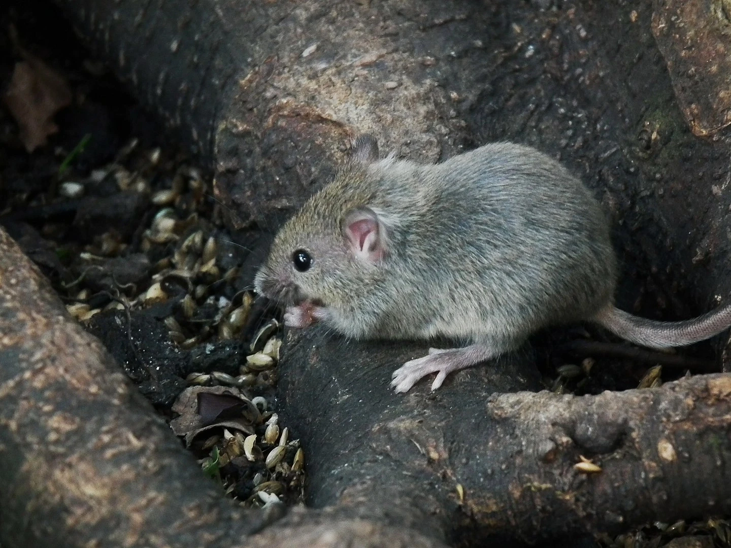 House-Mouse 07