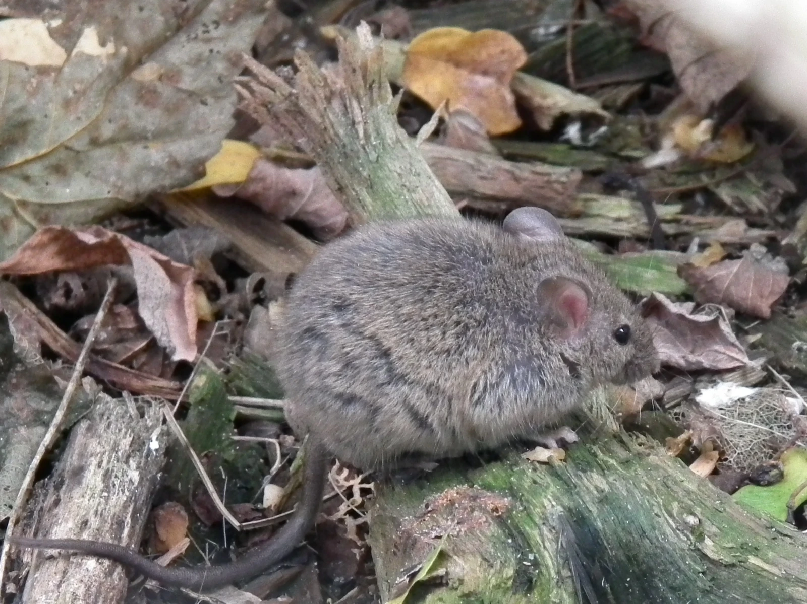 House-Mouse 08