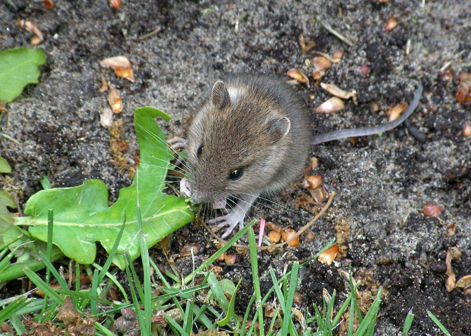 House-Mouse 09