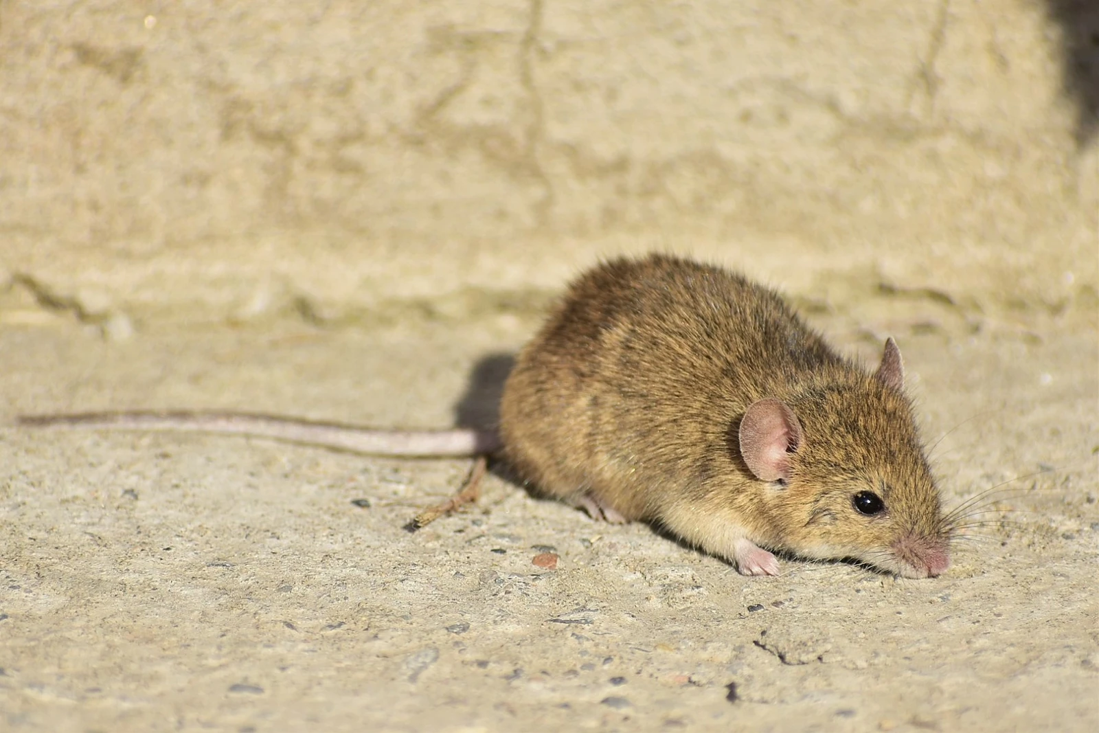 House-Mouse 10