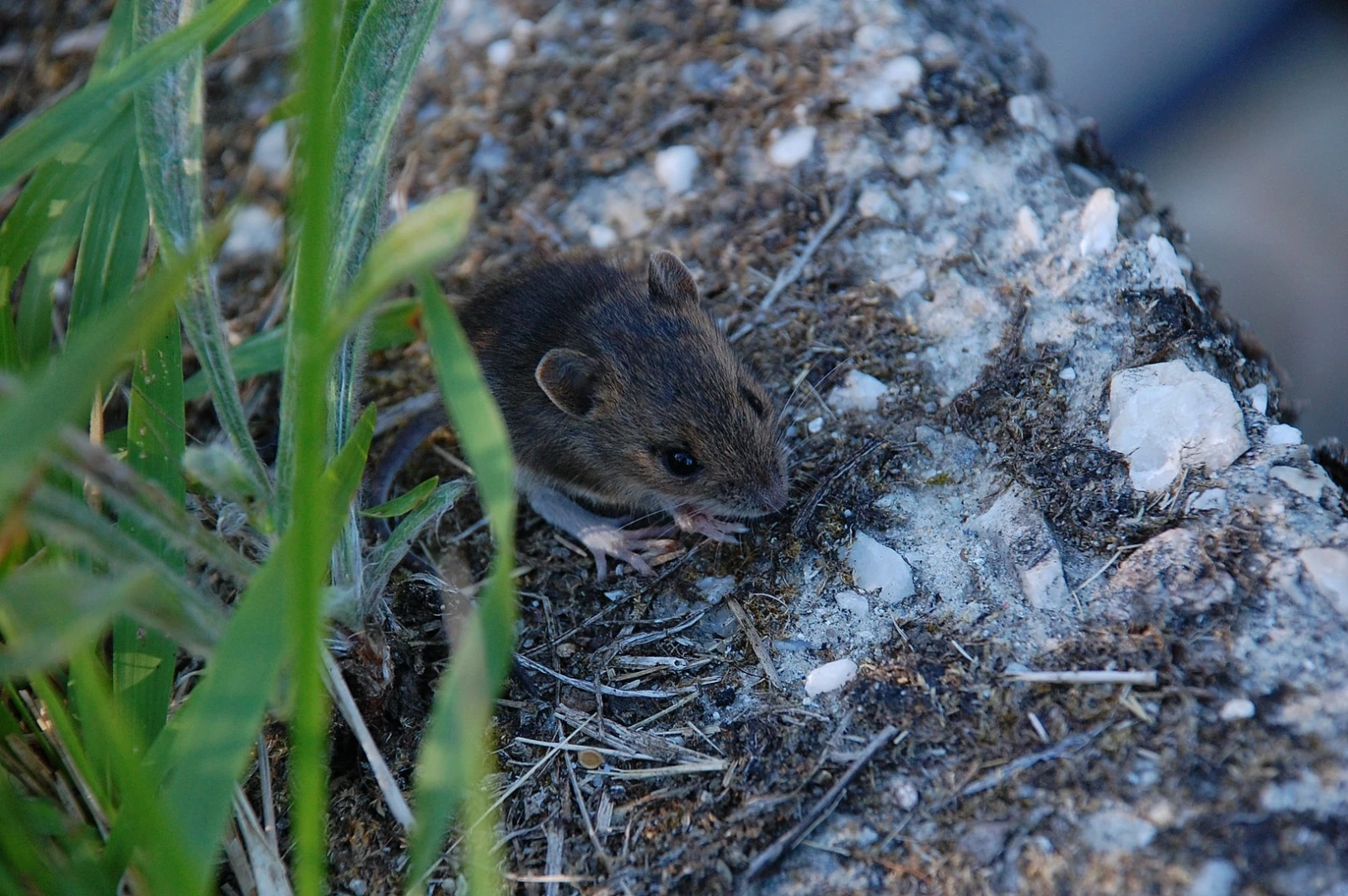 House-Mouse 11