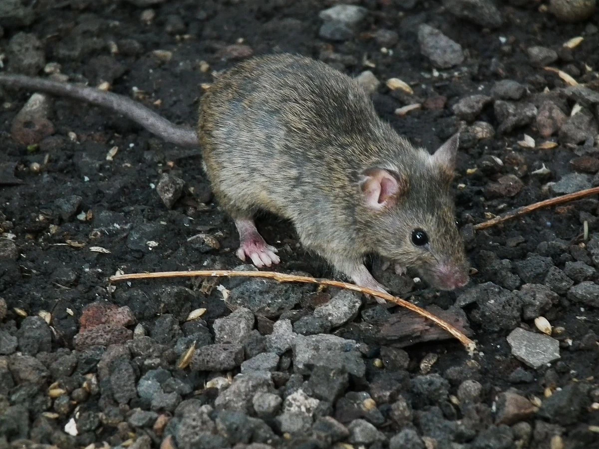 House-Mouse 13
