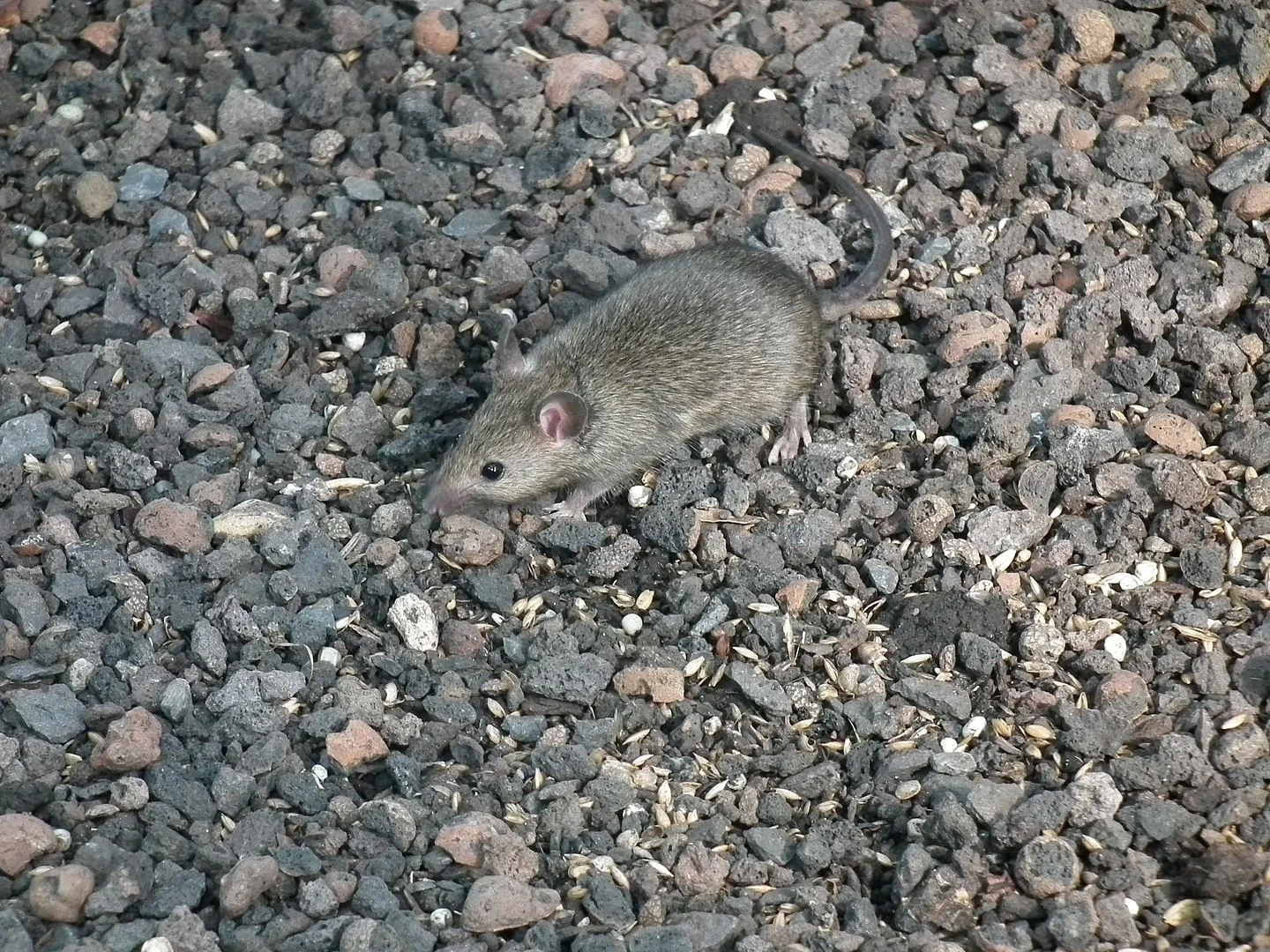 House-Mouse 14