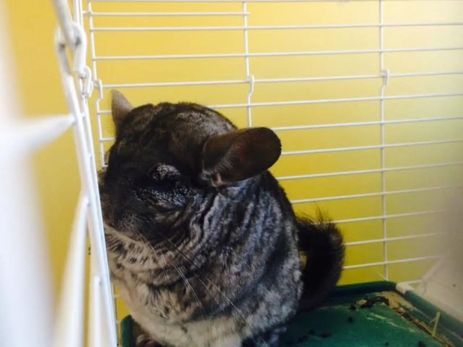 Long-Tailed-Chinchilla 02