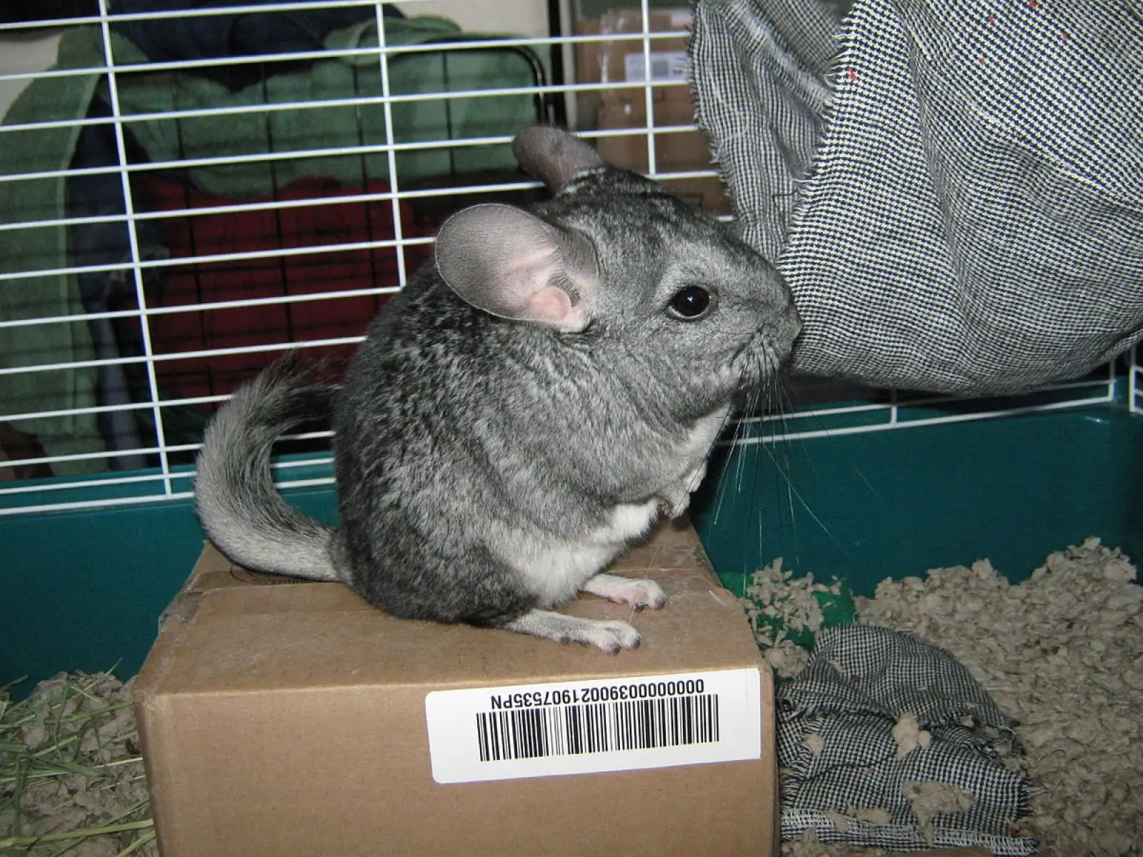 Long-Tailed-Chinchilla 03