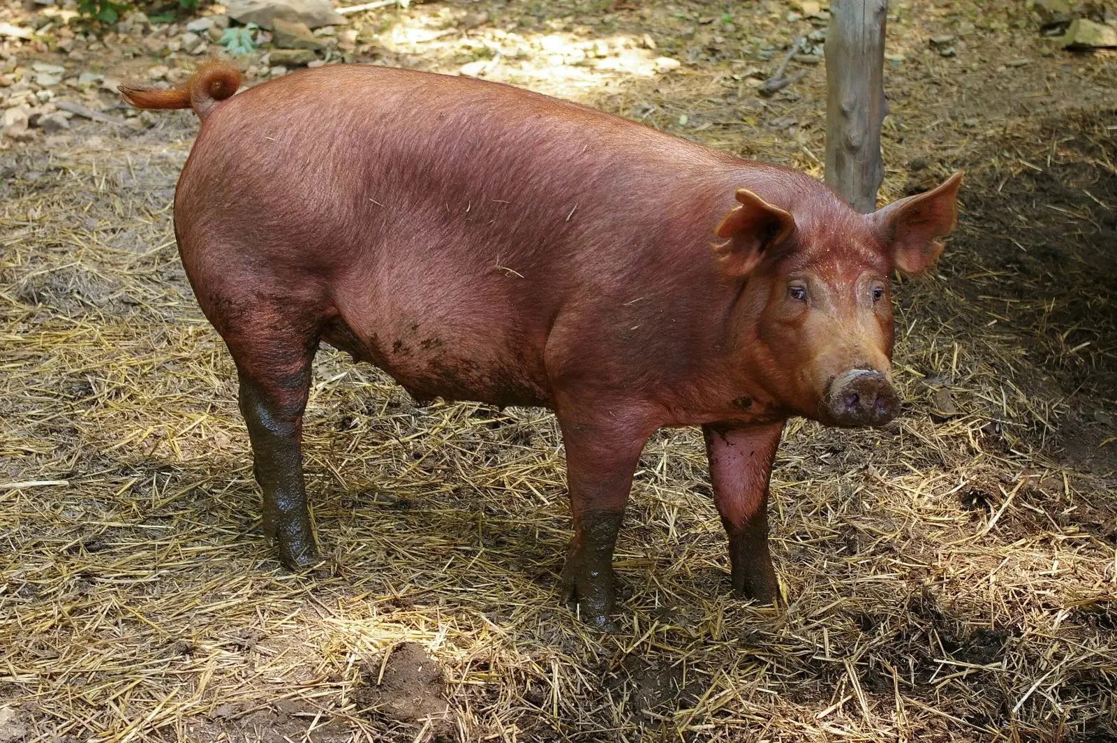 Mini-Pig-Farm 02