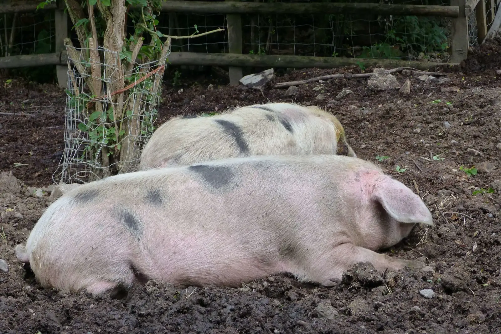 Mini-Pig-Farm 04