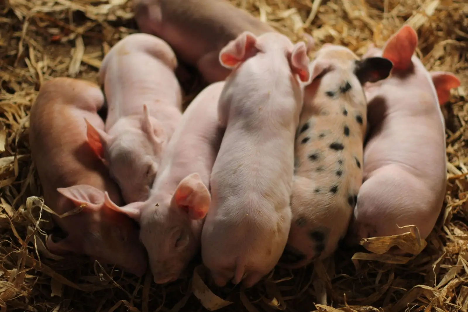 Mini-Pig-Farm 05