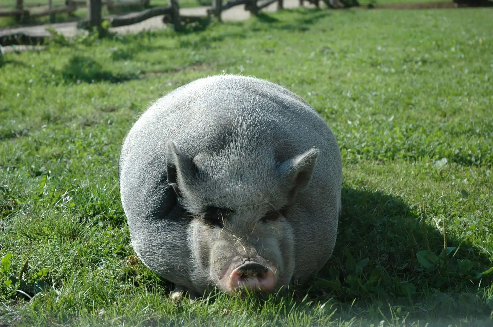 Mini-Pig-Farm 07