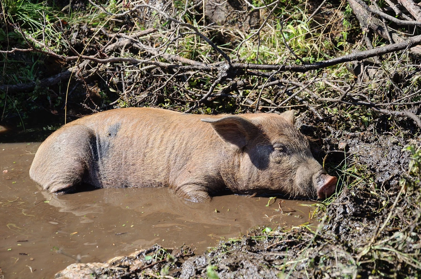 Mini-Pig-Farm 08