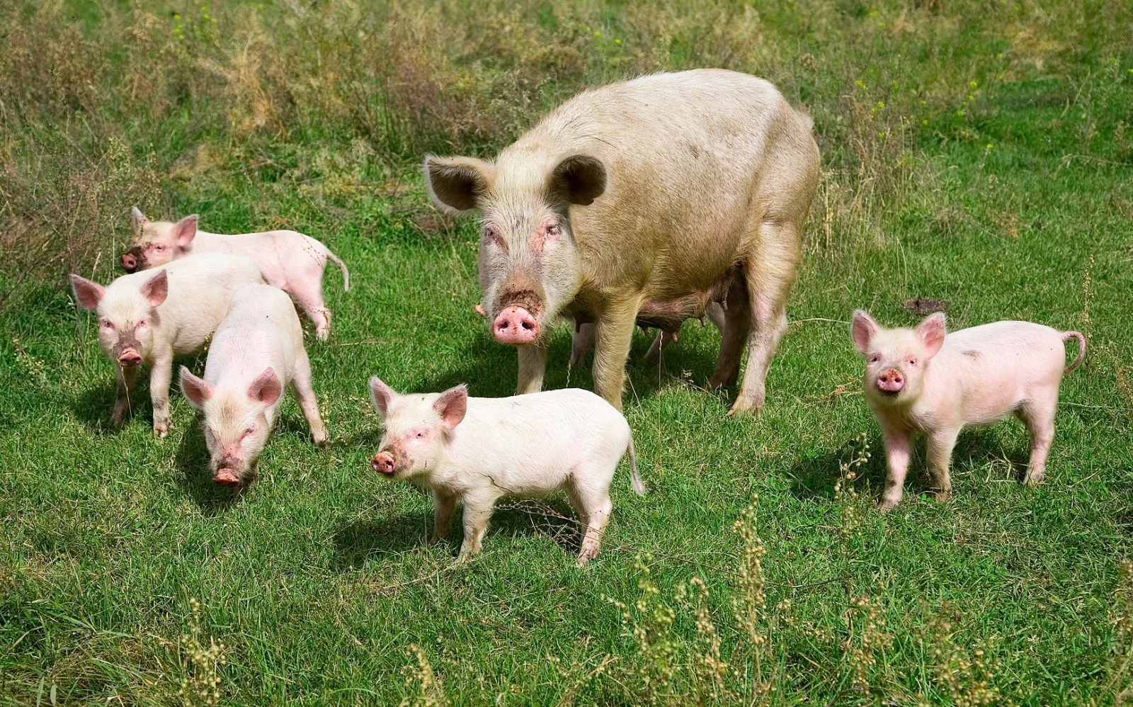 Mini-Pig-Farm 09