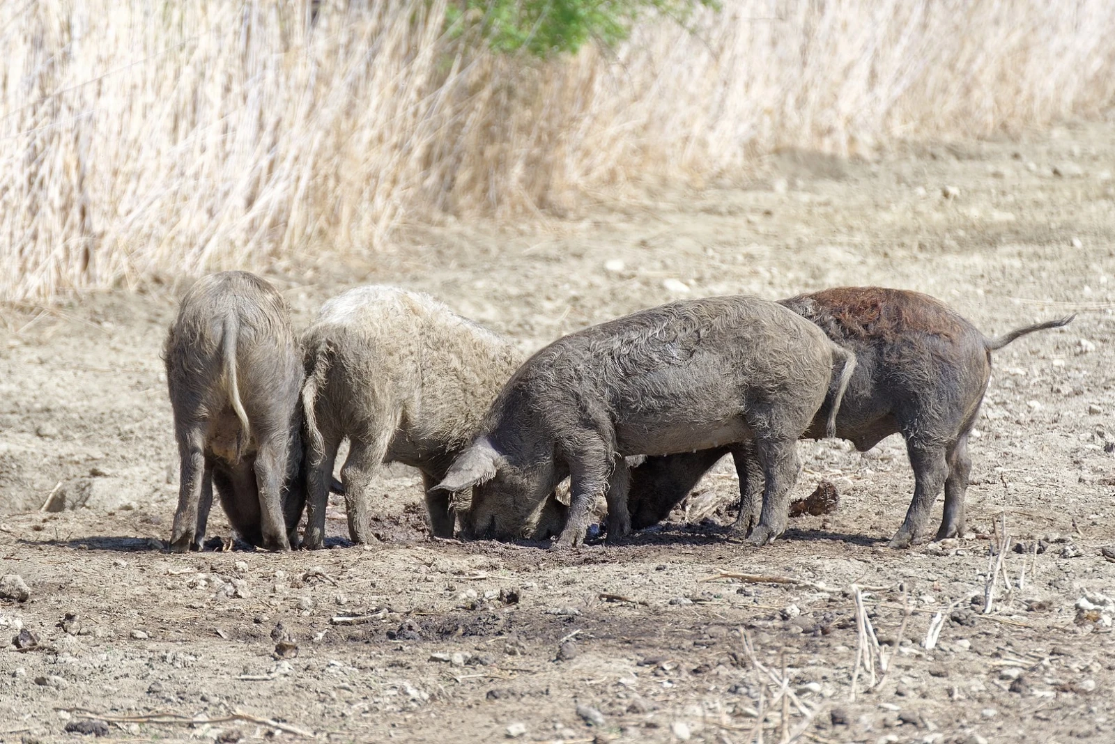 Mini-Pig-Farm 10