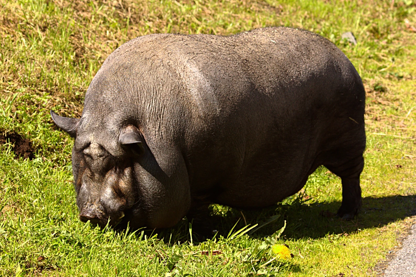 Mini-Pig-Farm 11