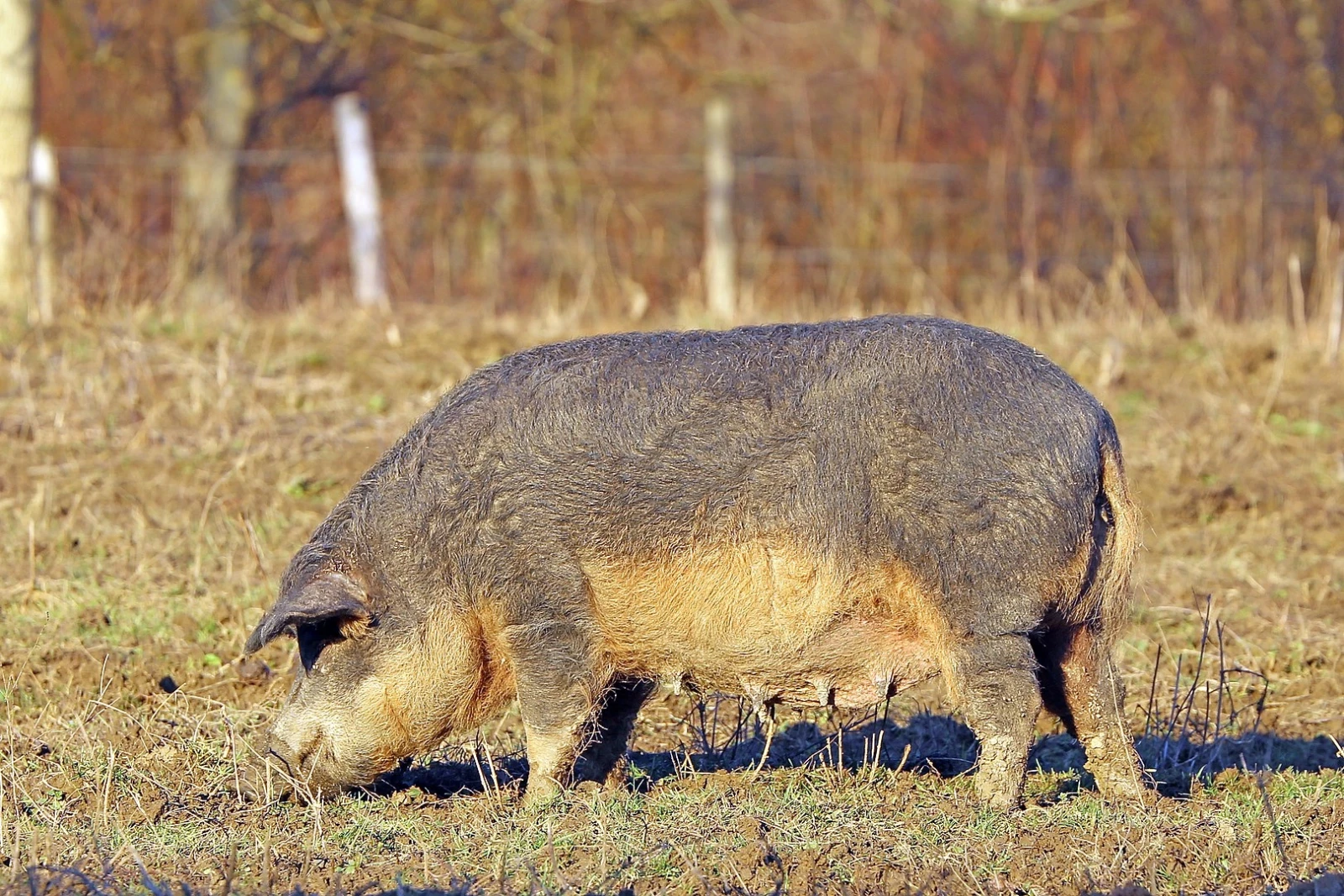 Mini-Pig-Farm 12