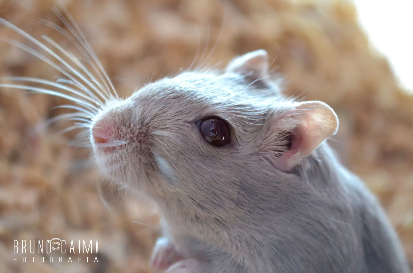 Mongolian-Gerbil 02