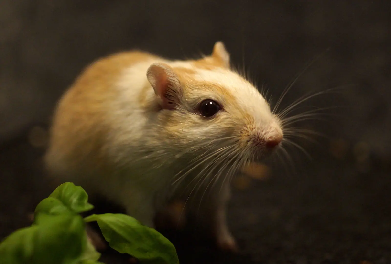 Mongolian-Gerbil 03