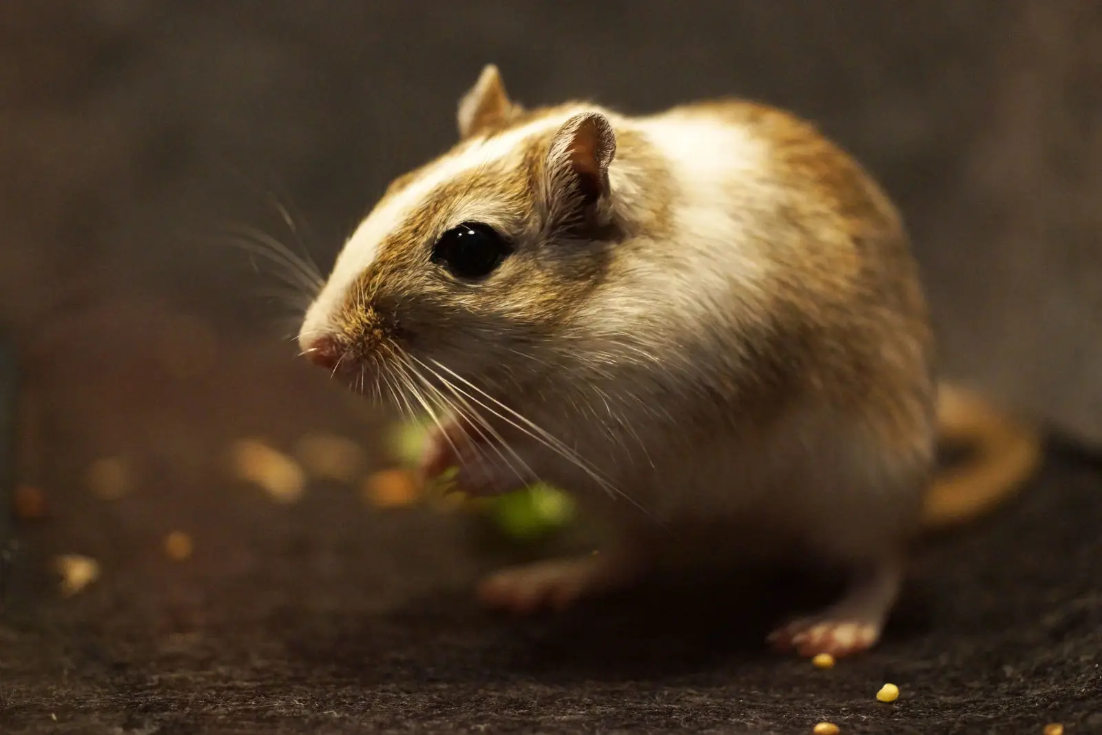 Mongolian-Gerbil 04