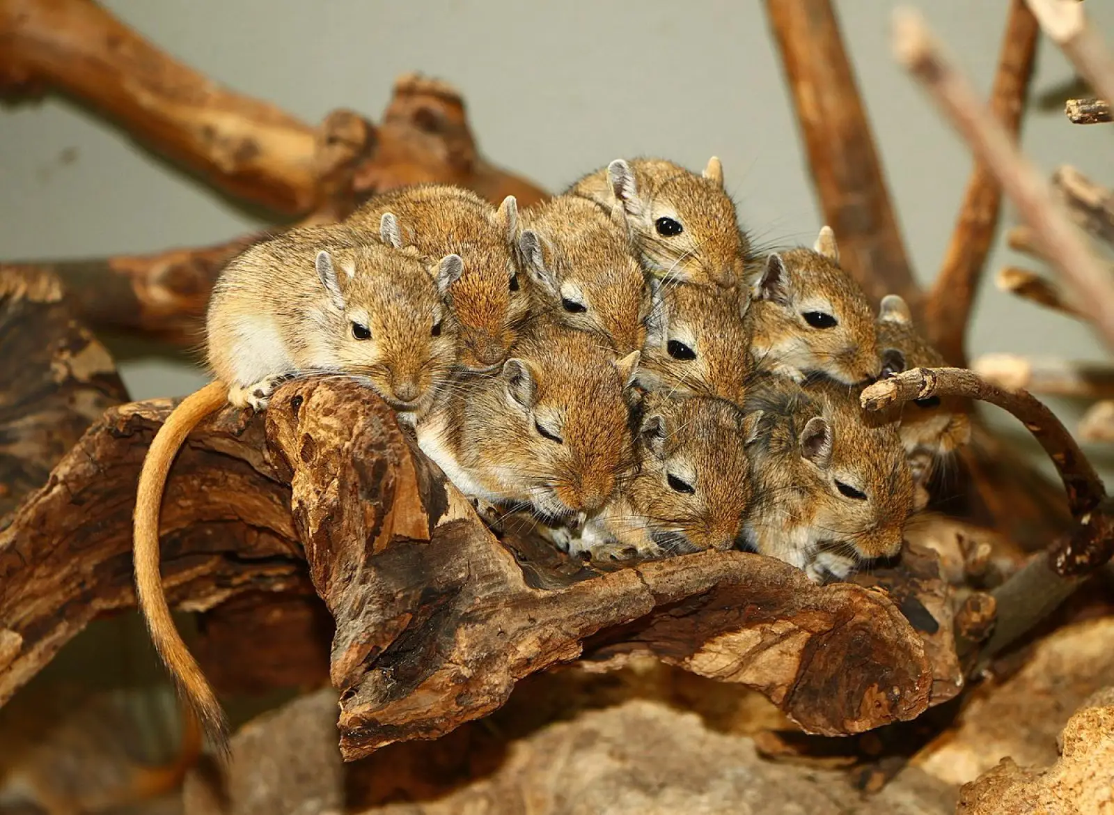 Mongolian-Gerbil 06