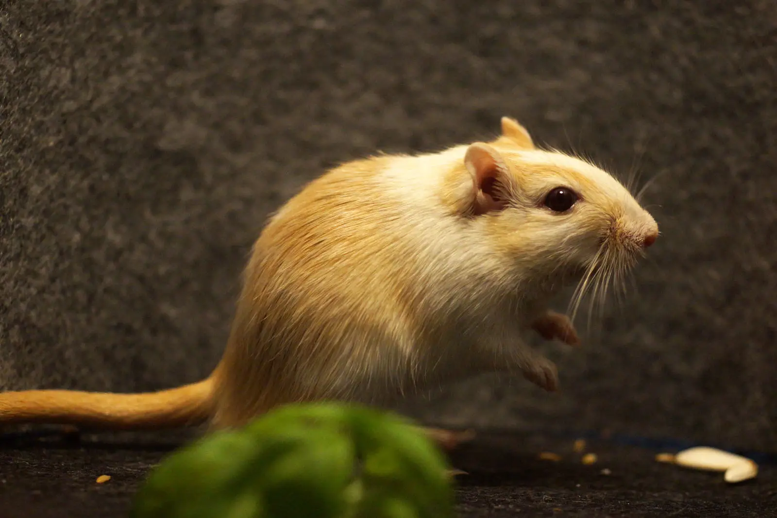 Mongolian-Gerbil 07