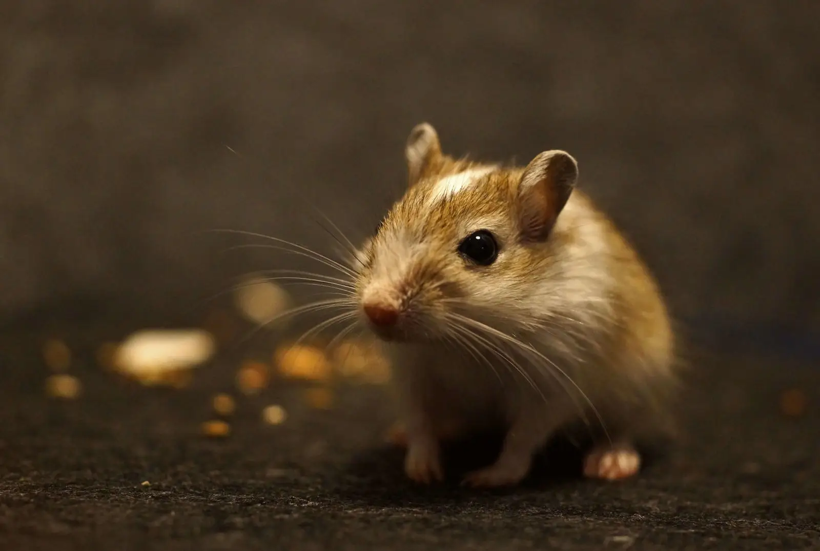 Mongolian-Gerbil 08
