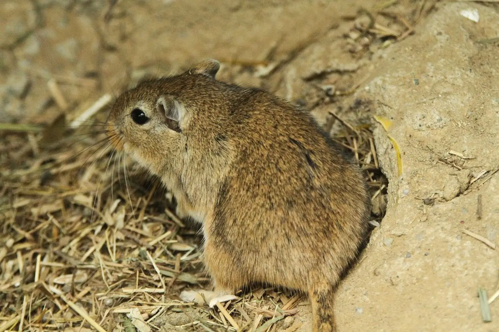Mongolian-Gerbil 09