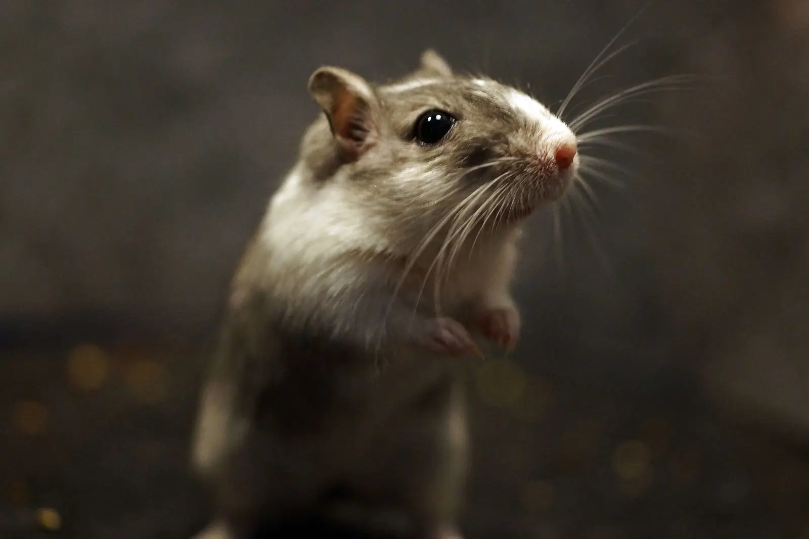 Mongolian-Gerbil 10
