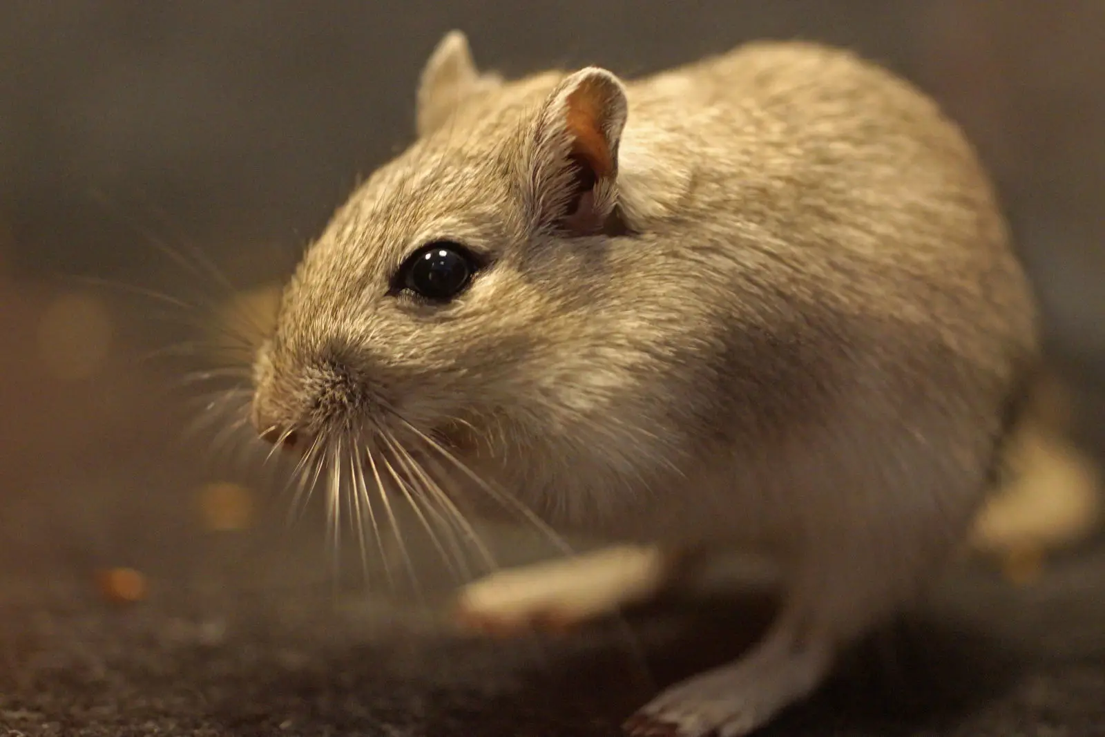Mongolian-Gerbil 11