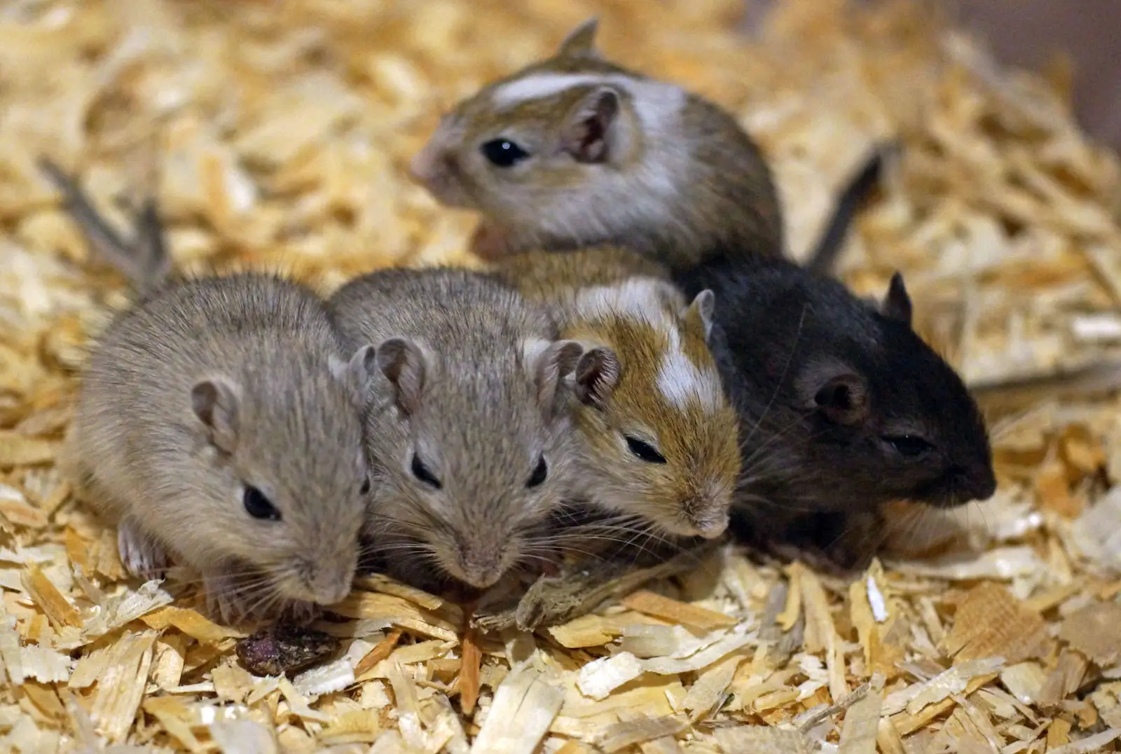 Mongolian-Gerbil 12