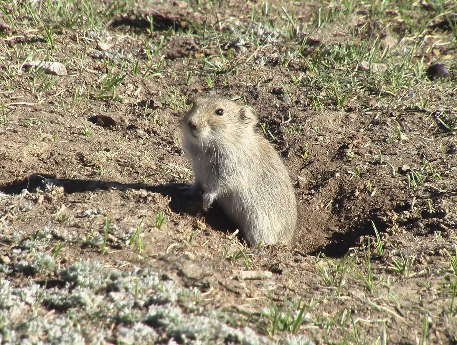 Mongolian-Gerbil 13