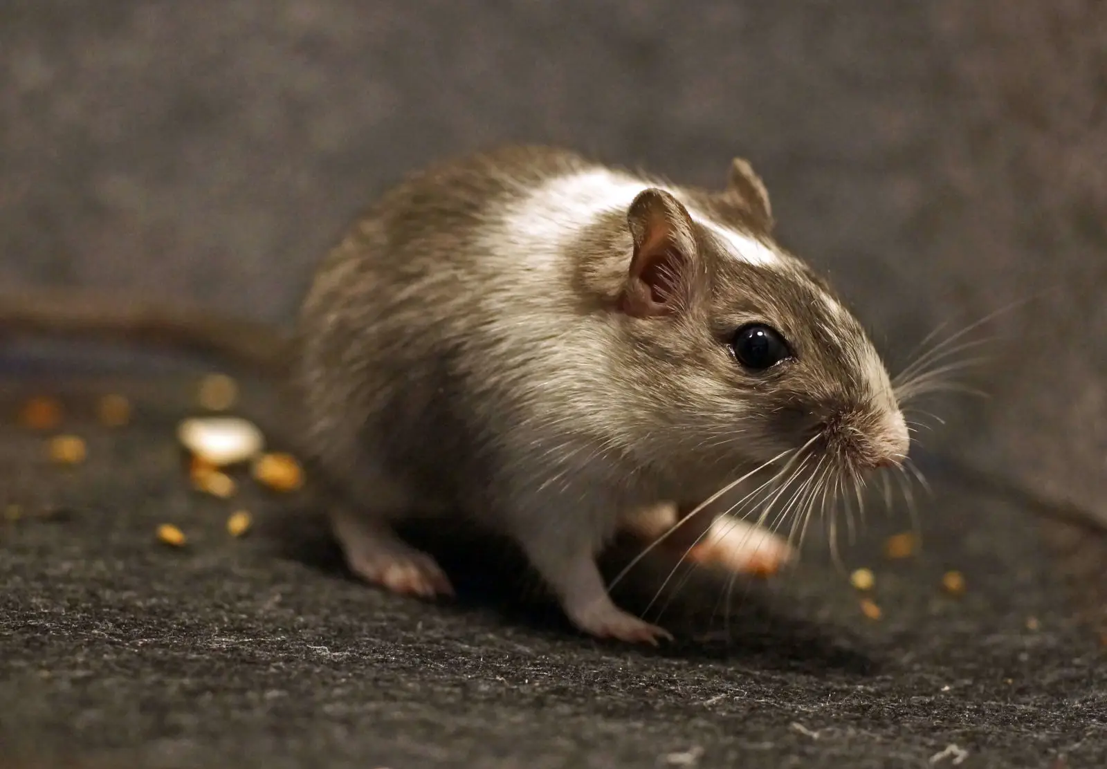 Mongolian-Gerbil 14