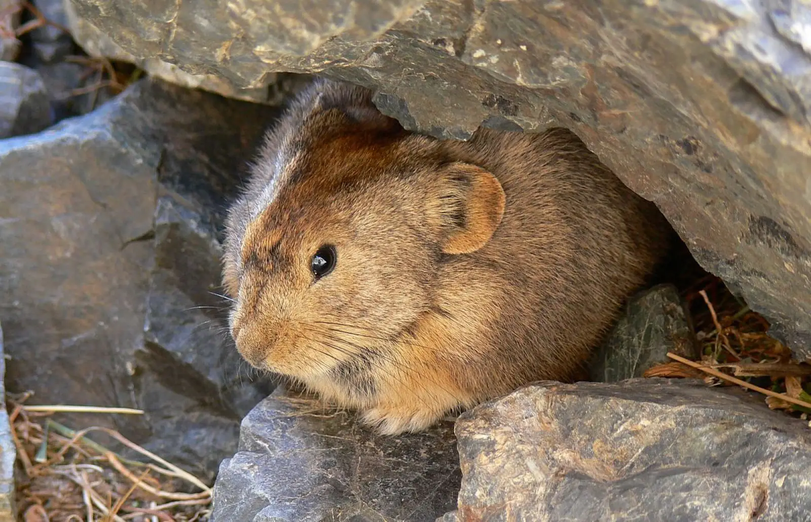 Mongolian-Gerbil 15