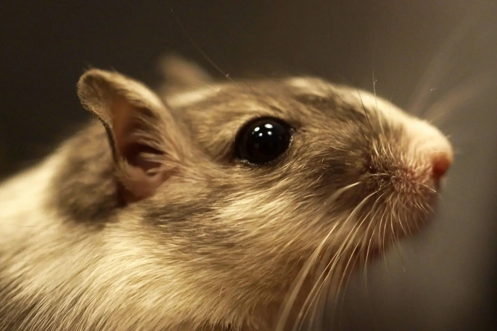 Mongolian-Gerbil 16