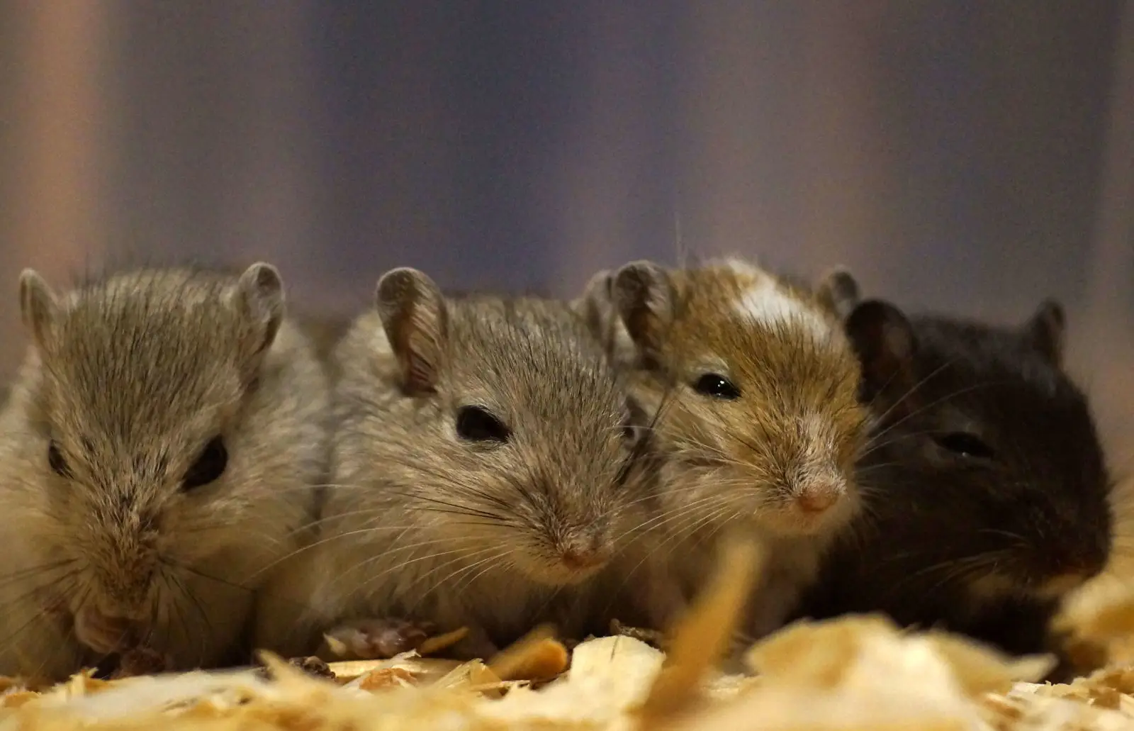 Mongolian-Gerbil 17