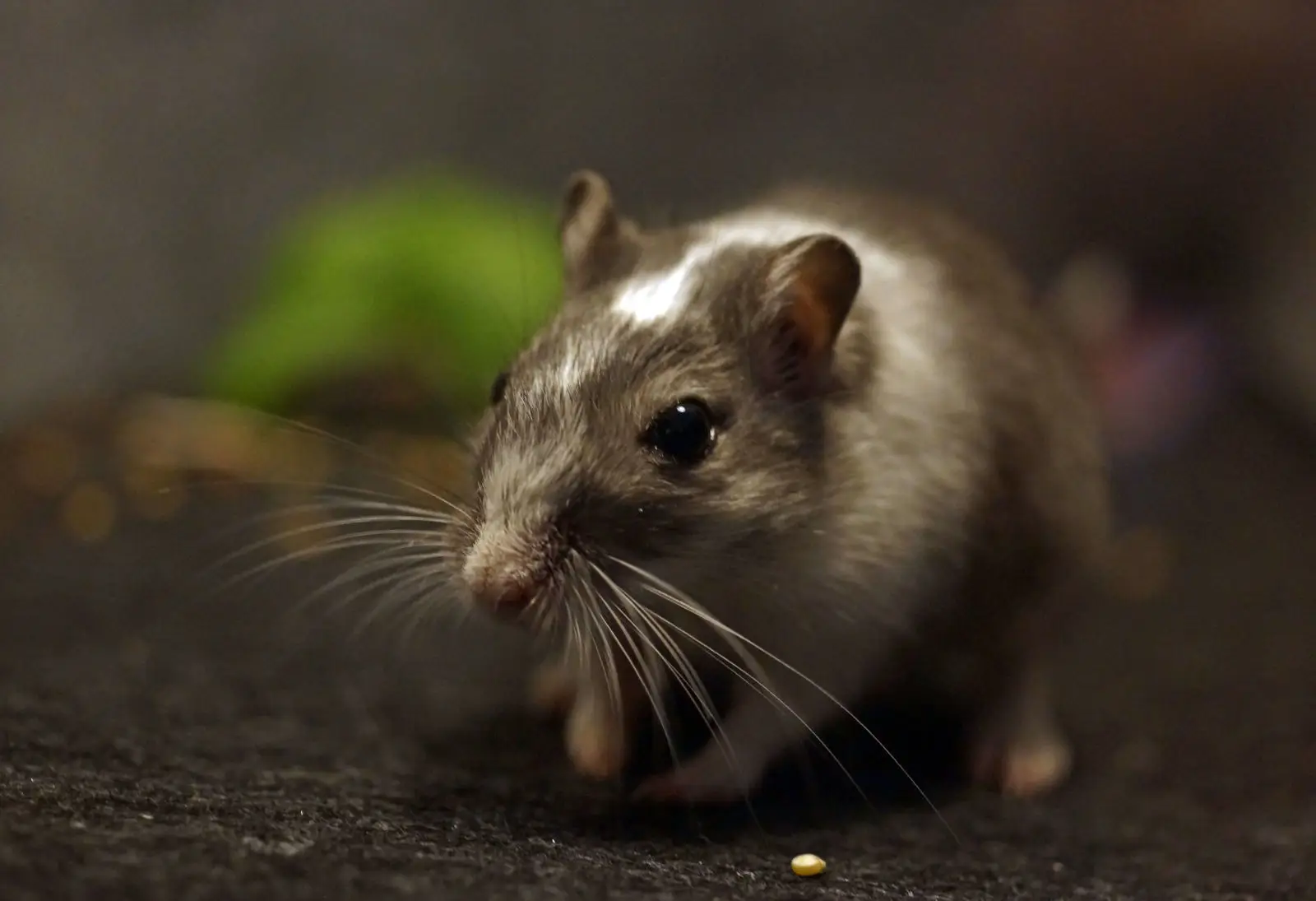 Mongolian-Gerbil 18