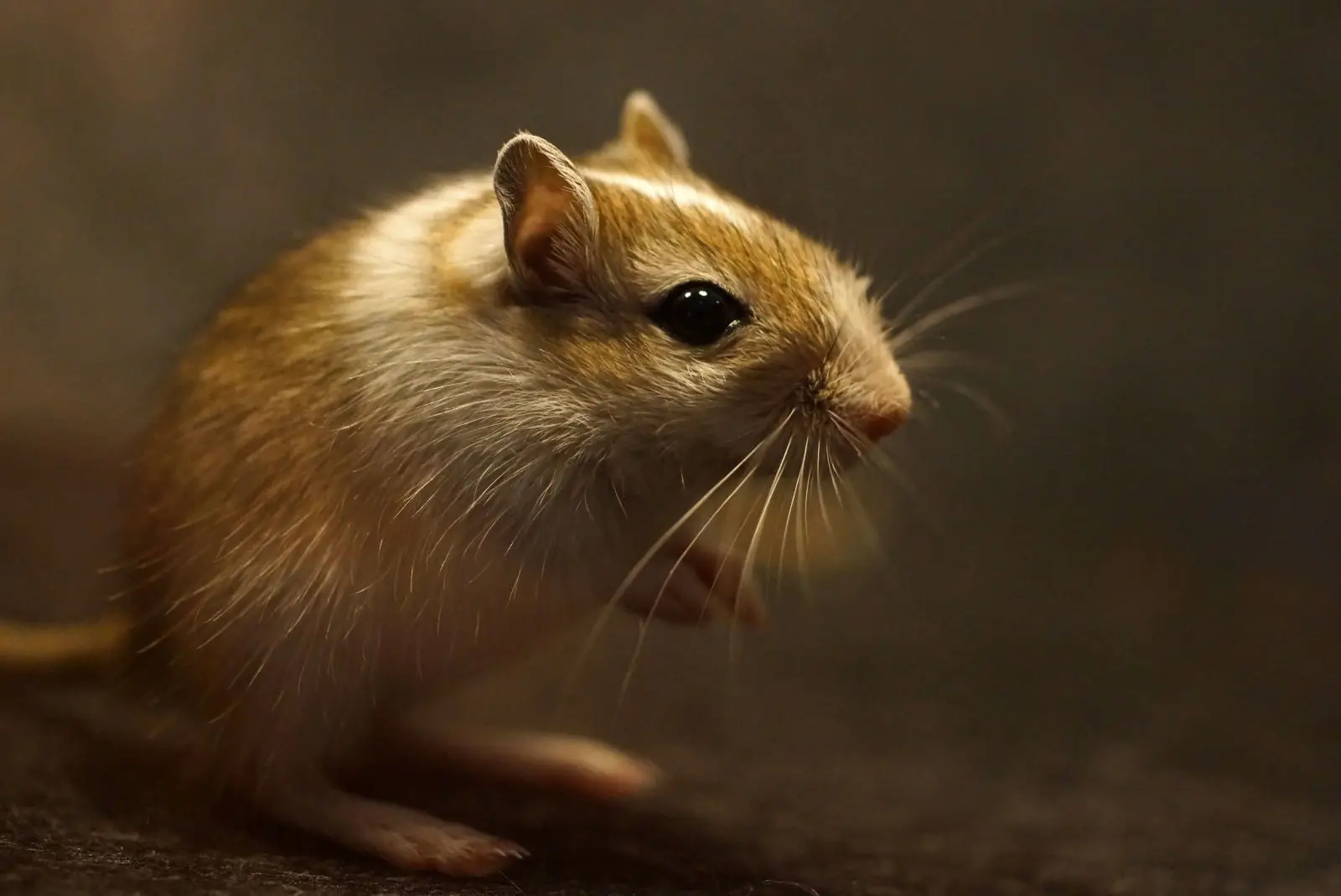 Mongolian-Gerbil 19
