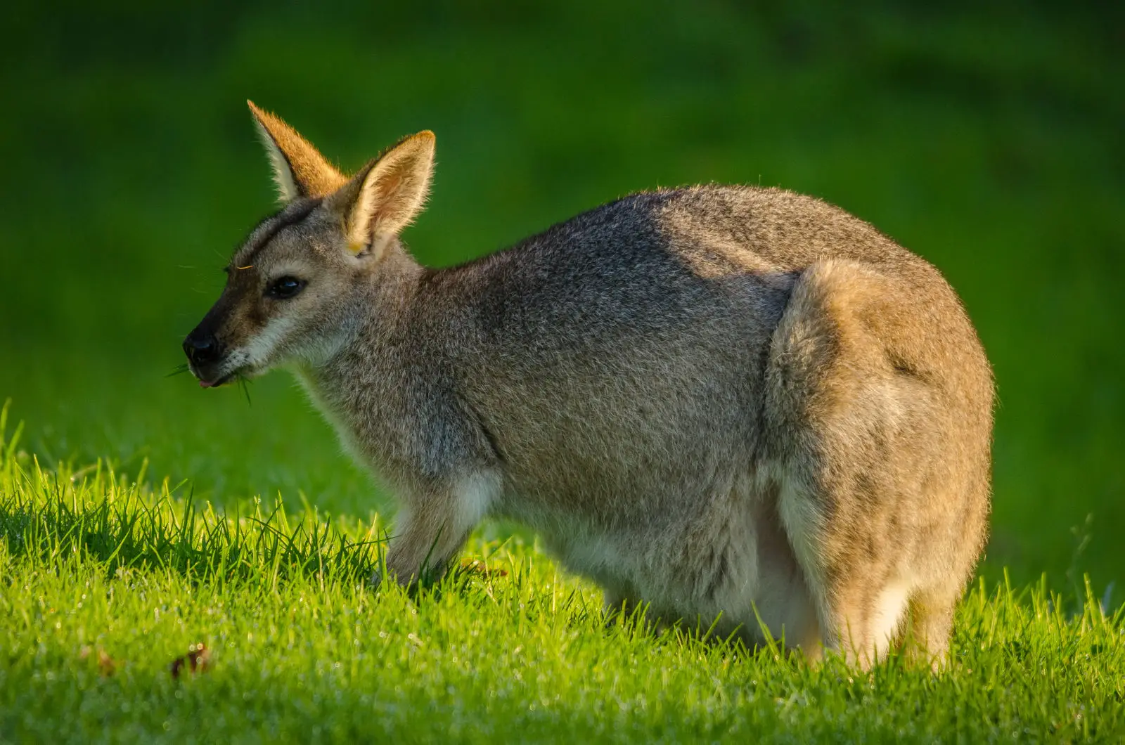Red-Necked-Wallaby 02