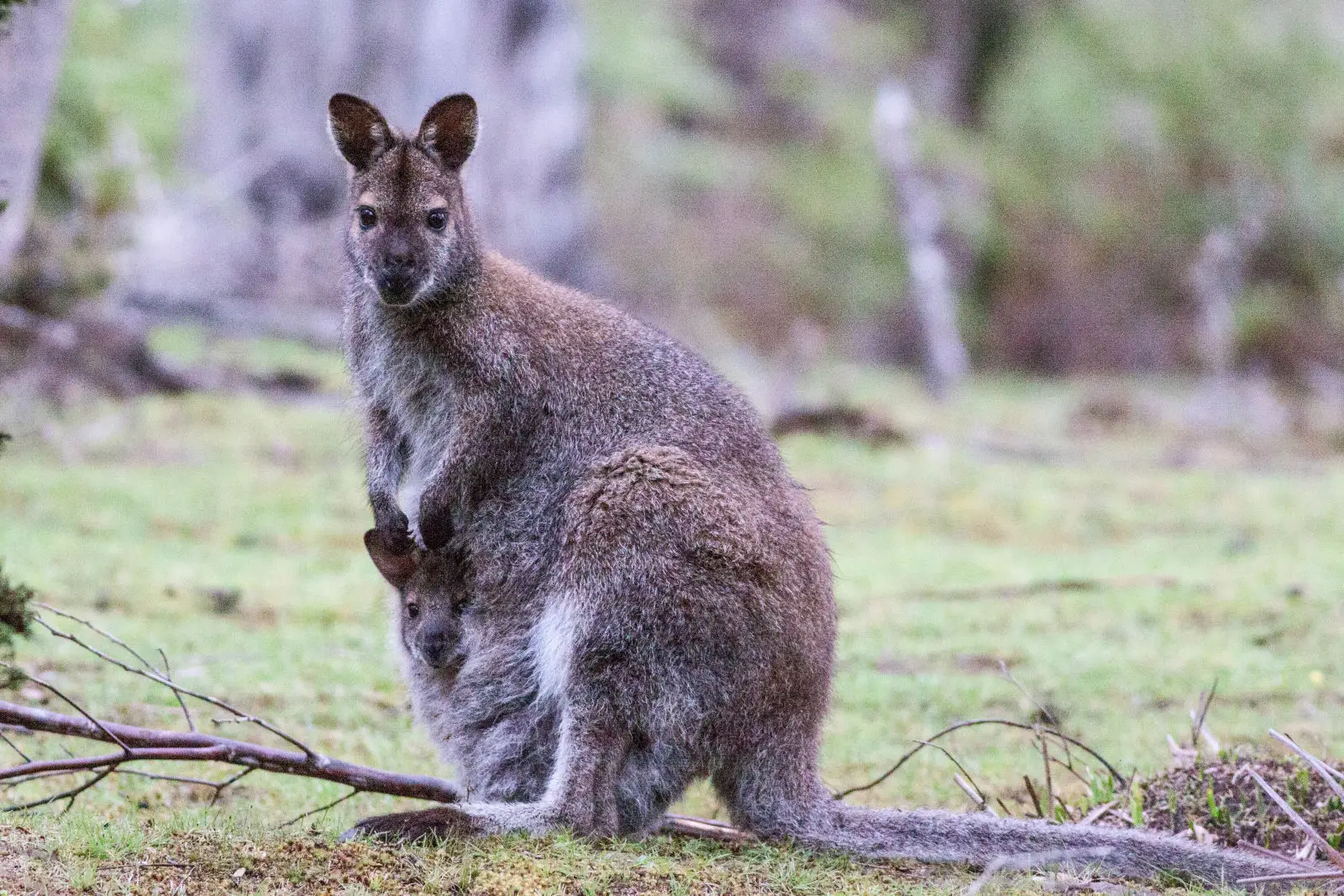 Red-Necked-Wallaby 03