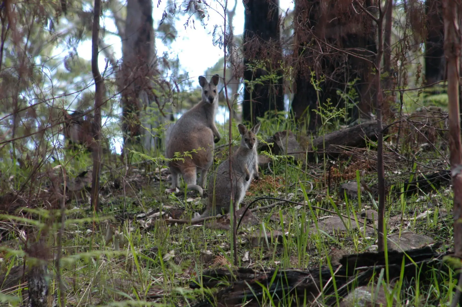 Red-Necked-Wallaby 04
