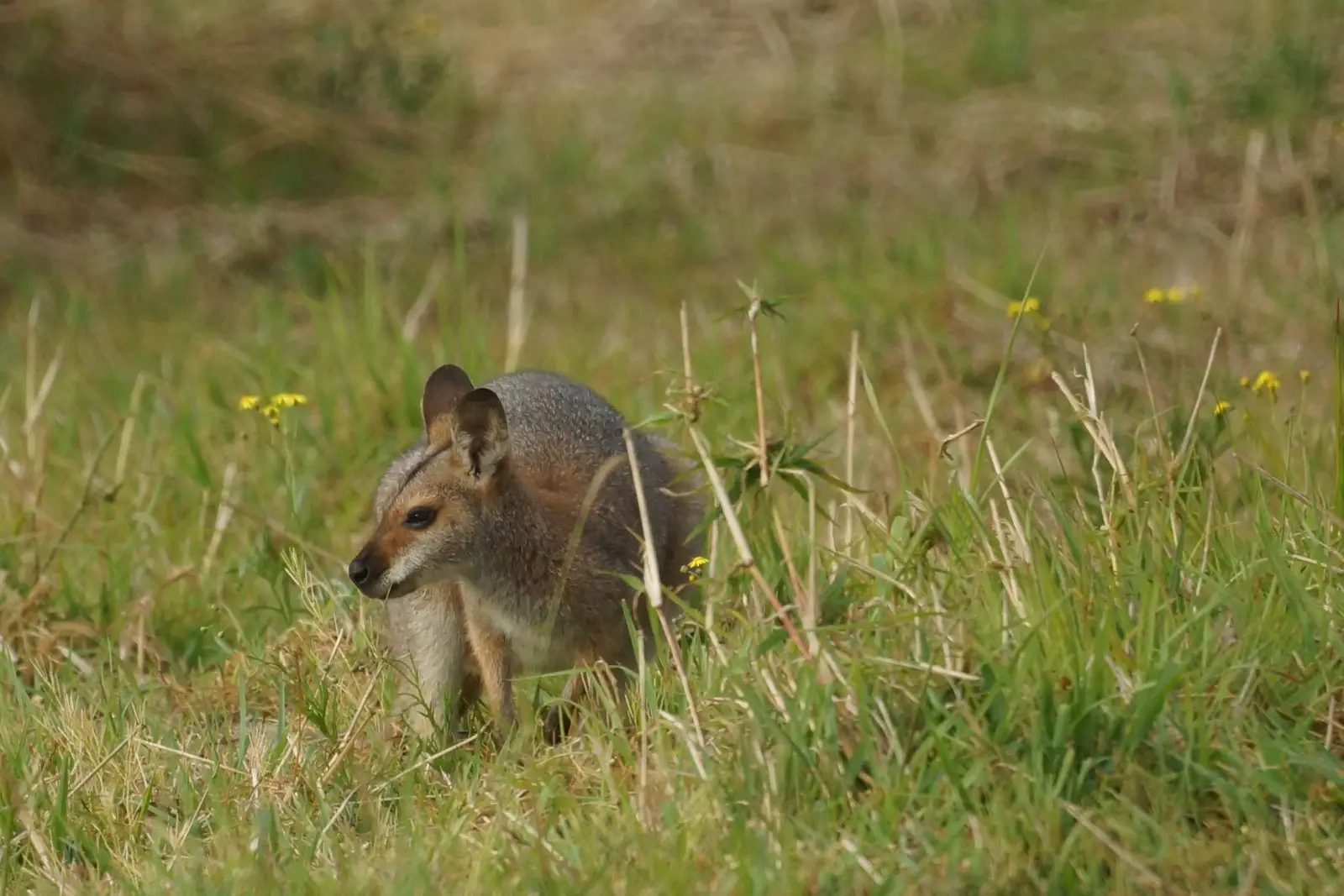 Red-Necked-Wallaby 05