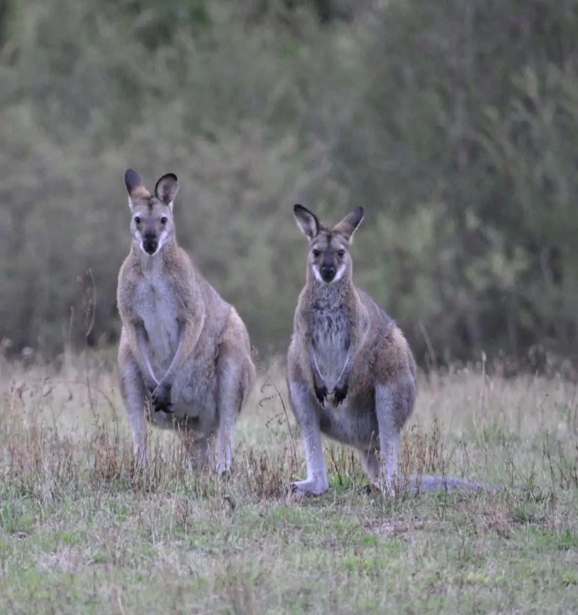 Red-Necked-Wallaby 06