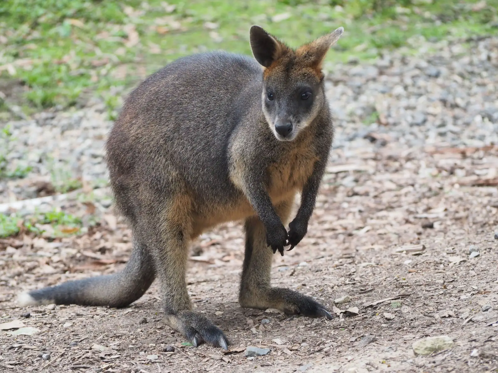 Red-Necked-Wallaby 07